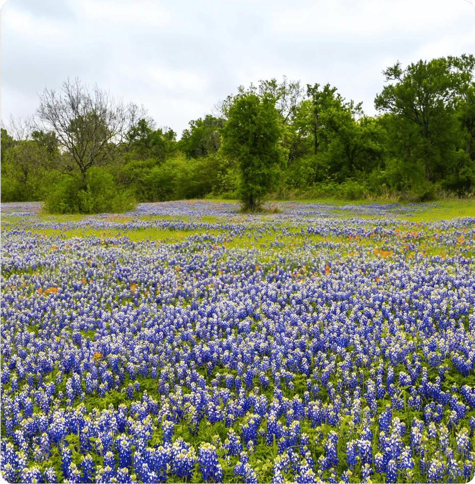 bluebonnets